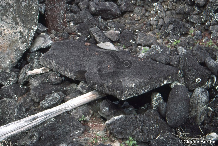 image21