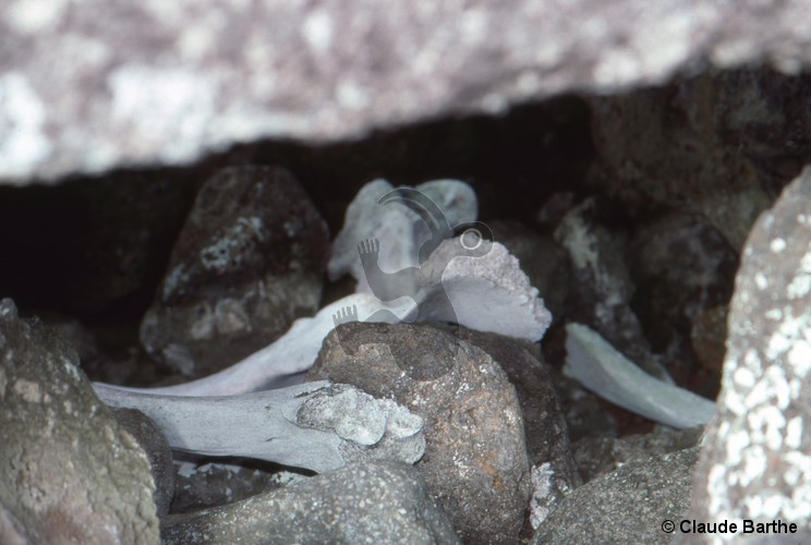 image22