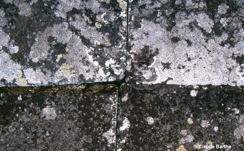 image24