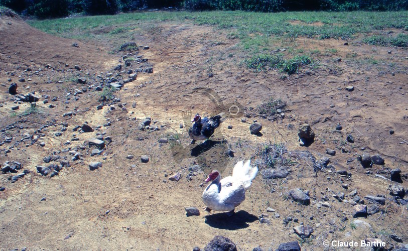 image11