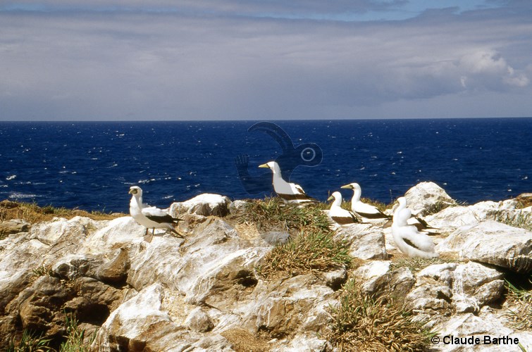 image13