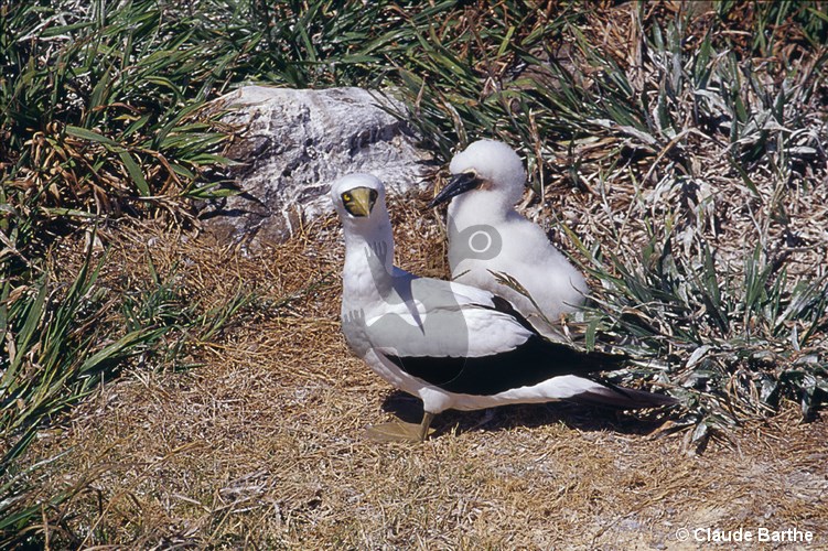 image16
