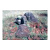 image11